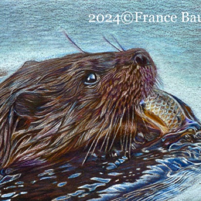 British Otter - 8.5 hours
Brown Colourfix Smooth
5" x 7"
Ref: Paul Lloyd